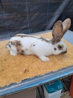 Vlinder konijnen 8weken oud mannetjes  25€, Dieren en Toebehoren