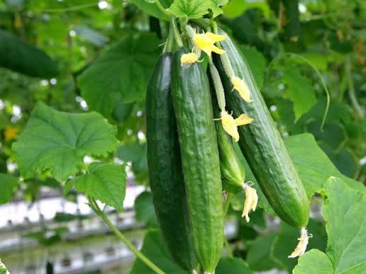 Komkommerplantjes (meerdere soorten) – €1/stuk, Jardin & Terrasse, Bulbes & Semences, Enlèvement, Graine