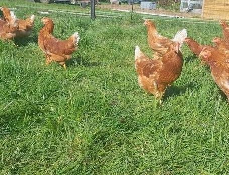 Mooie bruine legkippen leghennen, Dieren en Toebehoren, Pluimvee, Vrouwelijk, Kip