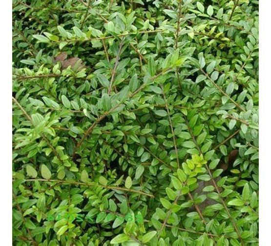 haag, Enlèvement, Autres espèces, Haie, Moins de 100 cm