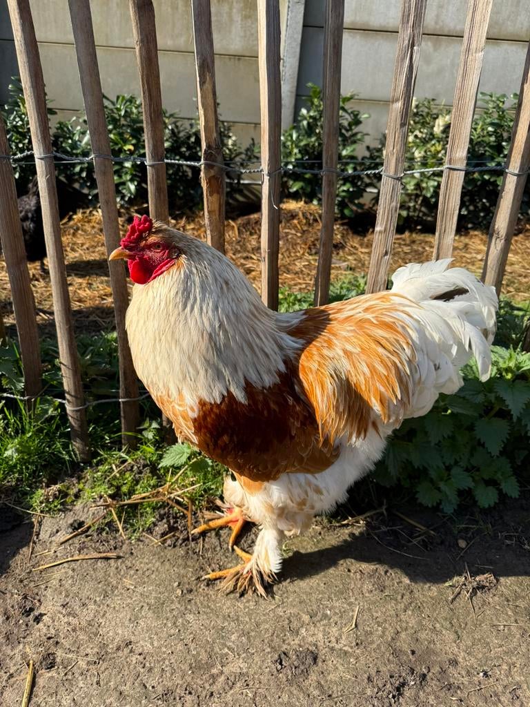 Brahma haan (2025), Mannelijk, Kip