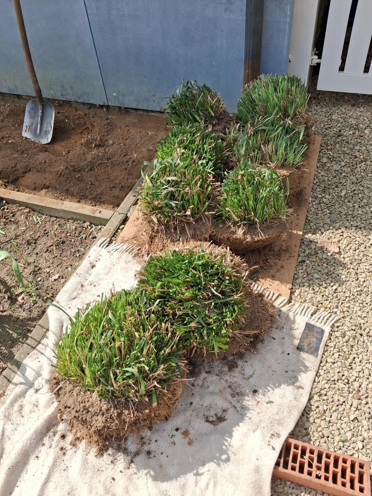 Gratis 11 vaste planten, Tuin en Terras, Ophalen