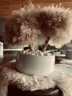Luxe pampas decoratie – exclusieve eyecatcher, Huis en Inrichting, Woonaccessoires | Droogbloemen, Ophalen, Nieuw