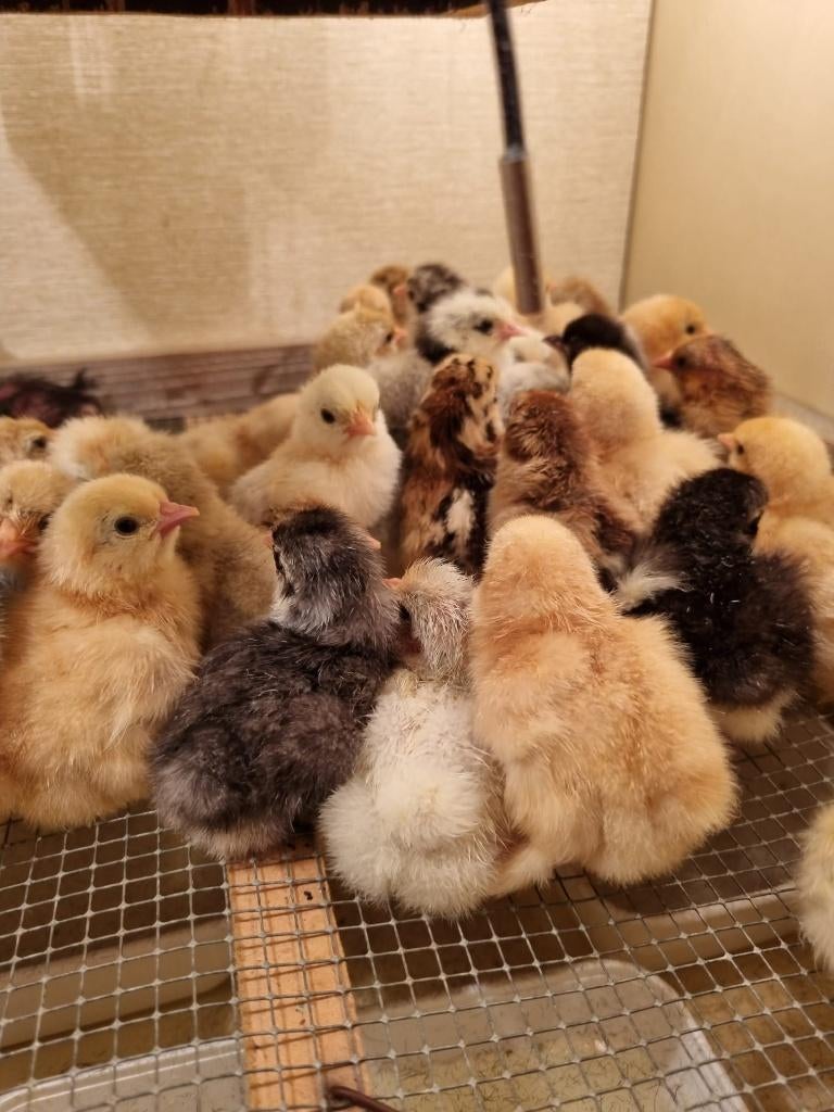 Cochinkriel kuikentjes, Dieren en Toebehoren, Pluimvee, Kip, Meerdere dieren