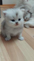 Perzische Chinchilla kittens, Chatte ou Chat, Vermifugé, 0 à 2 ans