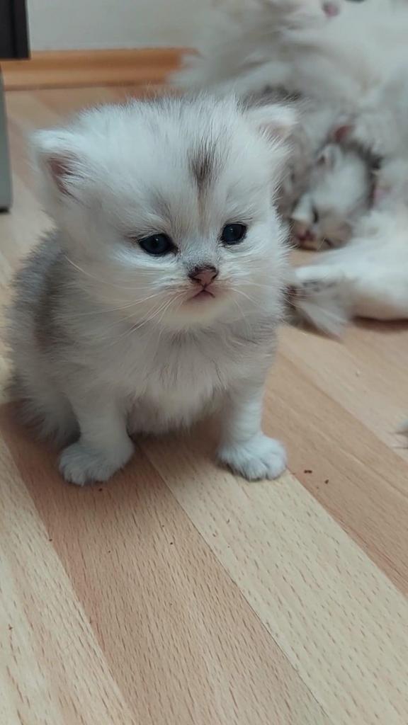 Chatons Persan Chinchilla à réserver, Dieren en Toebehoren, Katten en Kittens | Raskatten | Langhaar, Poes, 0 tot 2 jaar, Gechipt
