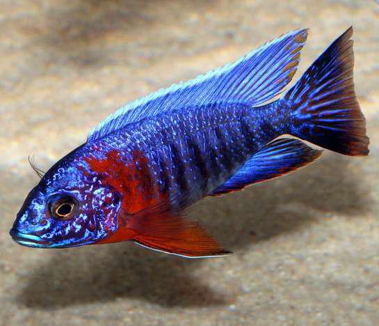 Cichlidés du Malawi disponibles, Animaux & Accessoires, Poisson, Poisson d'eau douce, Banc de poissons