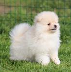 Chiots de Poméranie, Loulou, Chien (mâle), Belgique, Plusieurs