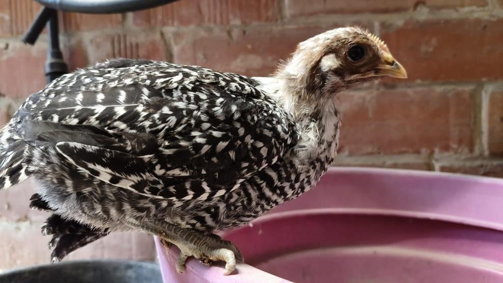 Zilverbrakel jonge hennen en hanen, Dieren en Toebehoren, Pluimvee, Meerdere dieren, Kip