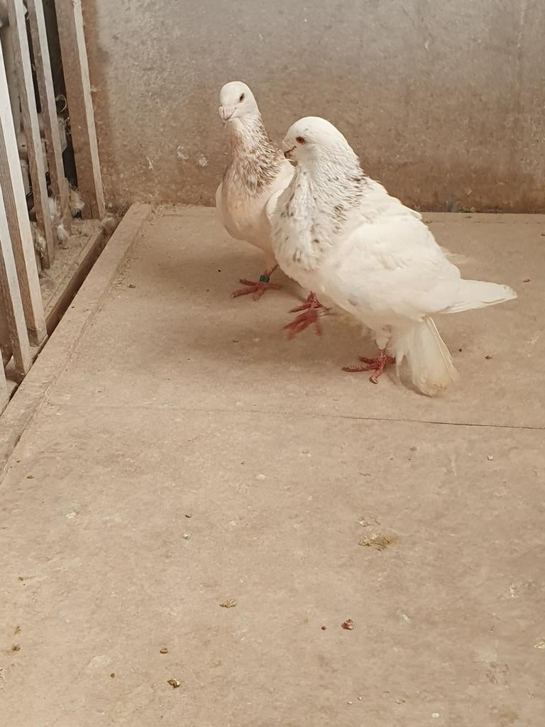 Gorguero koppel, Dieren en Toebehoren, Meerdere dieren, Kropper