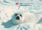 ZEEHOND  PUPPY, Verzamelen, Postkaarten | Dieren, Verzenden, Ongelopen, Wild dier