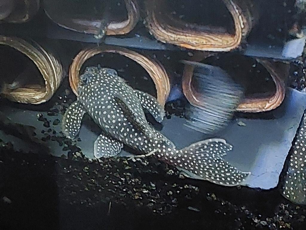 Volwassen groep (grote!) L136B(+C), Dieren en Toebehoren, Vissen | Aquariumvissen, Zoetwatervis, Vis