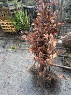 Groene beuk, Tuin en Terras, Ophalen, Haag