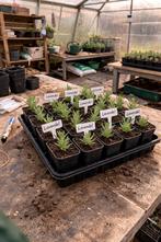 Lavendel stekjes (Lavandula angustifolia) – P9 pot, Tuin en Terras, Ophalen, Zomer, Volle zon