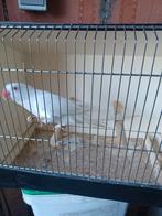 Halsband Albino pop, Dieren en Toebehoren, Vogels | Kanaries