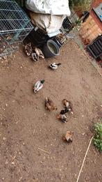 Geelbuik / wildkleur kwakers  !, Plusieurs animaux, Canard