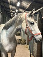 Springgefokte merrie, Animaux & Accessoires, Chevaux, B, Avec pedigree, 160 à 165 cm, Cheval de saut