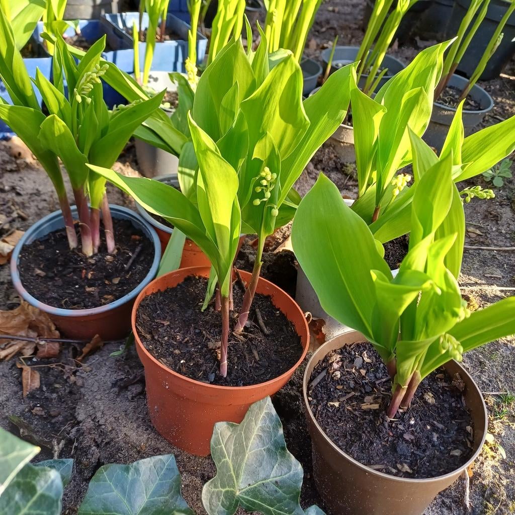 Meiklokjes of lelietjes van dalen, Tuin en Terras, Ophalen, Vaste plant, Halfschaduw