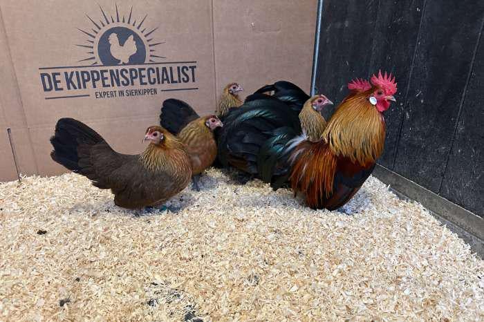 Trio Hollandse krielen, Dieren en Toebehoren, Pluimvee