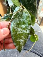 Moederplant hoya flagelatta splash, Enlèvement ou Envoi