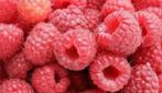 Framboisiers biologiques - 2 fois plus de fruits par an, Enlèvement ou Envoi, Moins de 100 cm, Ombre partielle, Automne