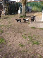 Dwerggeitjes, Dieren en Toebehoren