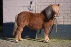 2 grote maat A pony MEGA braaf en bereden, Dieren en Toebehoren, Merrie, A pony (tot 1.17m), 3 tot 6 jaar, Recreatiepony