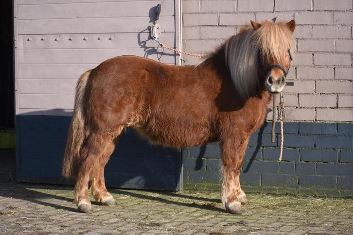 2 grote maat A pony MEGA braaf en bereden, Dieren en Toebehoren, Pony's, Merrie, B, A pony (tot 1.17m), Recreatiepony, 3 tot 6 jaar