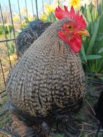 Cochin haan te koop., Dieren en Toebehoren, Pluimvee, Mannelijk, Kip