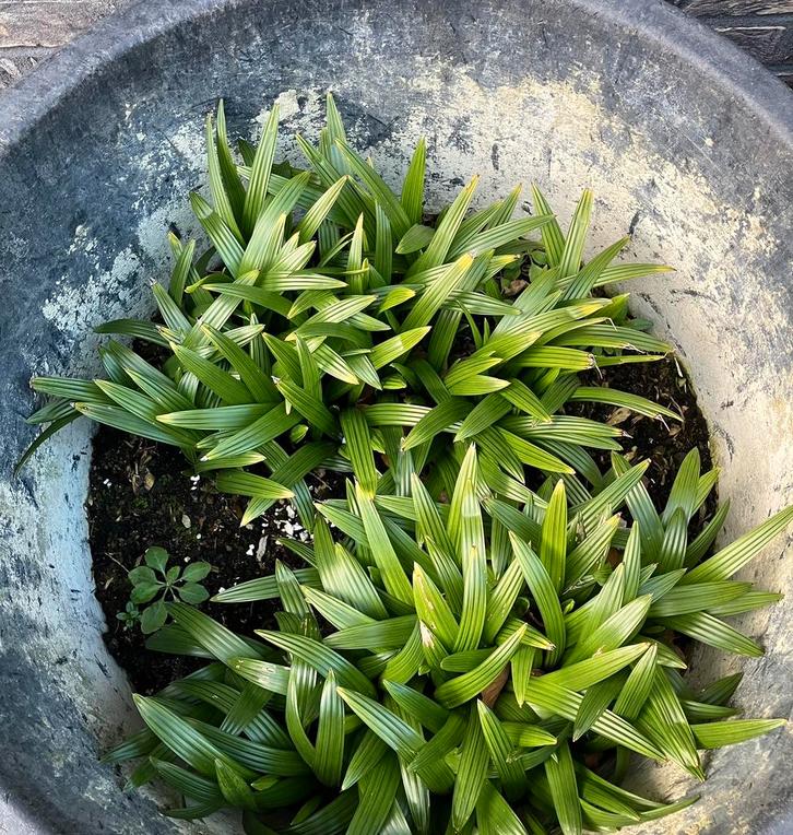 palmboom winterhard trachycarpus zie beschrijving onderaan, Jardin & Terrasse, Plantes | Jardin, Enlèvement