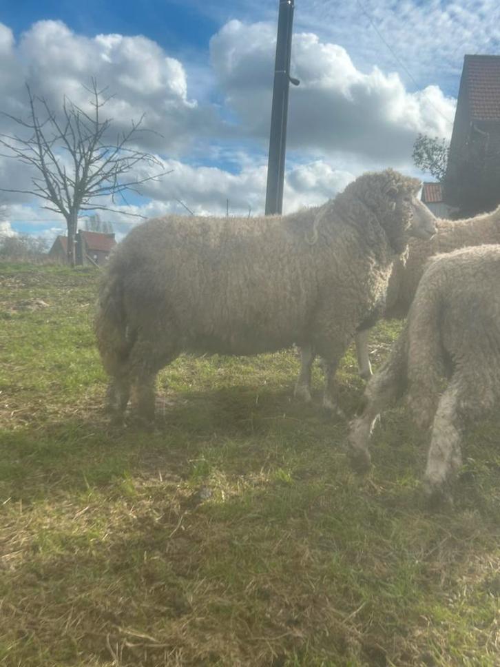 Poll Dorset dekram te koop NIET VOOR SLACHT ‼️, Dieren en Toebehoren, Schapen, Geiten en Varkens, Schaap, Mannelijk, 3 tot 5 jaar