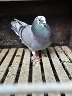 Kruising Gaditano Duiven