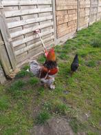 Brahma haan te koop 25€, Dieren en Toebehoren, Pluimvee
