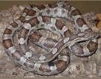Koren slang / Corn Snake (Anery – vrouwtje) – tam en gezond, Dieren en Toebehoren, Slang, Tam, 0 tot 2 jaar
