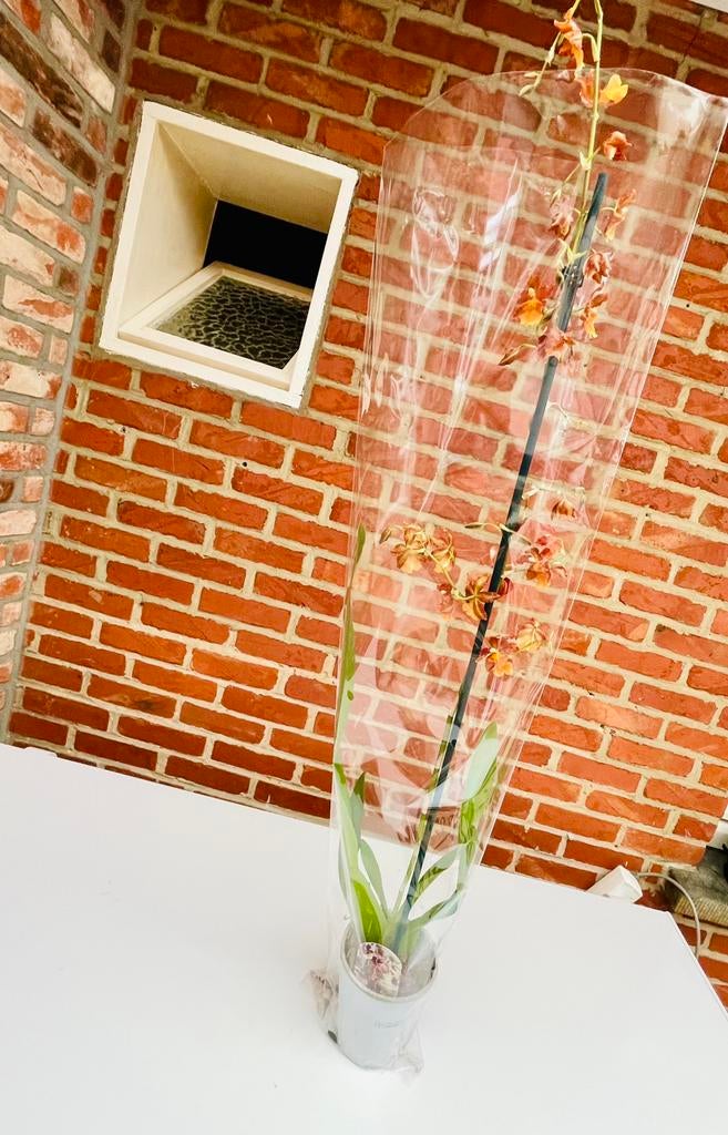 Orchidee, Huis en Inrichting, Kamerplanten, Ophalen, Overige soorten, Minder dan 100 cm, Bloeiende kamerplant