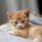 Kitten GEZOCHT, Enlèvement