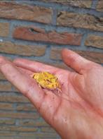 pacman kikker jong, Dieren en Toebehoren