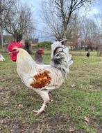 Witte haan kruising tussen Marans en Olive Egger 7 maanden, Dieren en Toebehoren, Pluimvee