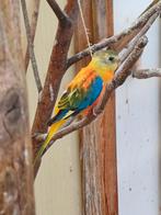 Turquosines EK 2025  tel 0496-082185, Dieren en Toebehoren