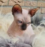 SPHYNX KITTENS ERKEND KWEKER NOG 3 VROUWTJES BESCHIKBAAR, Dieren en Toebehoren, Poes, Gechipt, 0 tot 2 jaar
