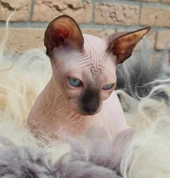 SPHYNX KITTENS ERKEND KWEKER NOG 3 VROUWTJES BESCHIKBAAR, Dieren en Toebehoren, Katten en Kittens | Raskatten | Korthaar, Poes