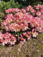 Rhododendrons in verschillende variëteiten, Ophalen of Verzenden, Rhododendron, Struik, Minder dan 100 cm