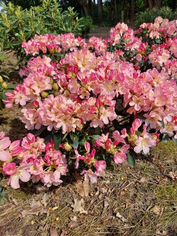 Rhododendrons in verschillende variëteiten, Enlèvement ou Envoi, Rhododendron, Arbuste, Moins de 100 cm