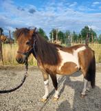 Mooie mini-paardje ( shatland pony)te koop, Dieren en Toebehoren, Pony's, Gechipt, 0 tot 2 jaar, Hengst, A pony (tot 1.17m)