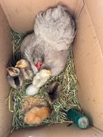 3 kloeken met kuikens