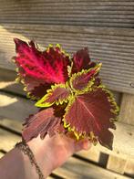 Coleus / siernetel, Tuin en Terras, Ophalen of Verzenden