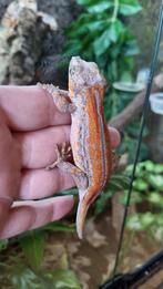 Rhacodactylus Auriculatus Gargoyle gekko man, Dieren en Toebehoren