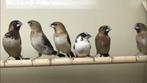 bonte japanse meeuwen, Dieren en Toebehoren, Vogels | Overige Vogels, Meerdere dieren, Tropenvogel