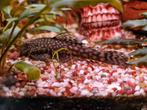 Ancistrus (volwassen -wildkleur), Dieren en Toebehoren, Vissen | Aquariumvissen