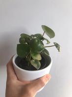 Peperomia raindrop plantje, Vetplant, In pot, Minder dan 100 cm, Groene kamerplant